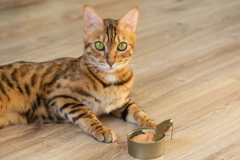 Basics of Feline Nutrition