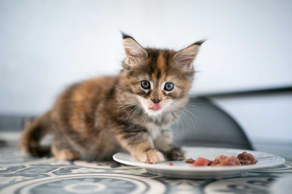 Basics of Feline Nutrition