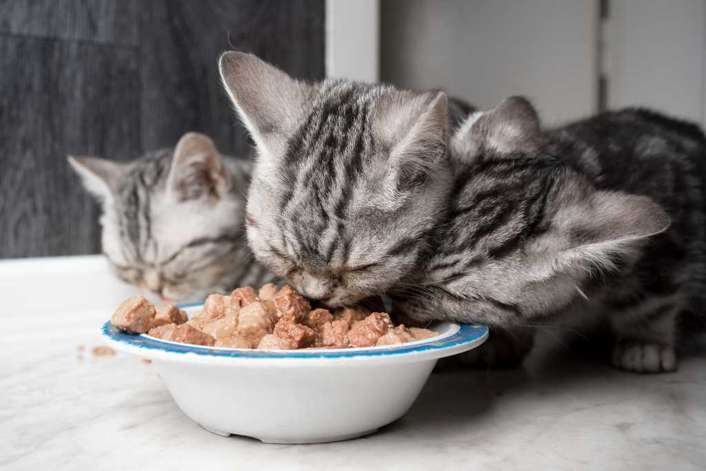 Basics of Feline Nutrition