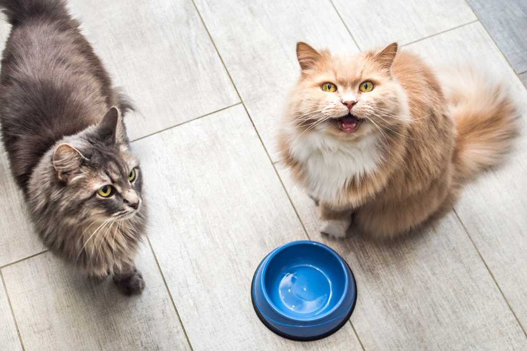 Basics of Feline Nutrition