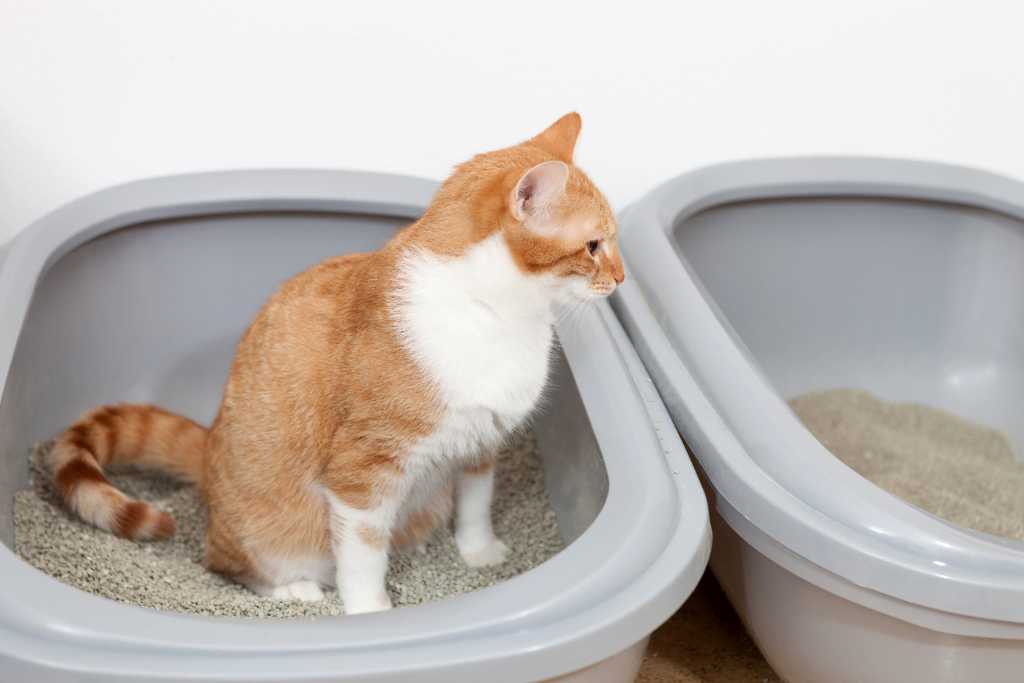 Cat Litterboxes and Potty Problems