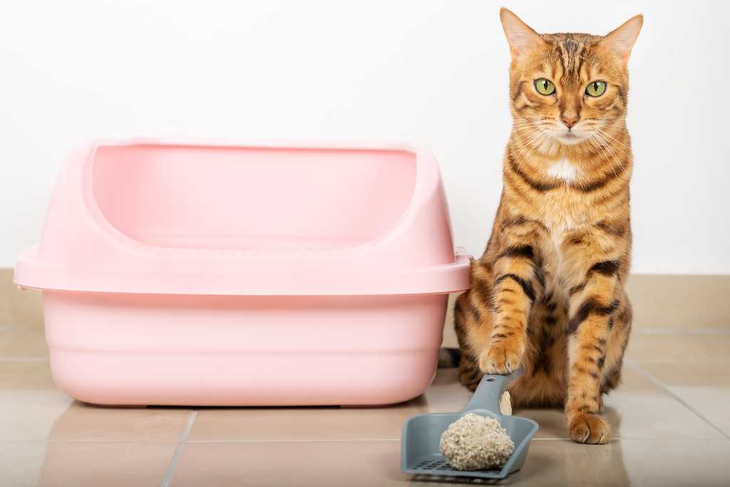 Cat Litterboxes and Potty Problems