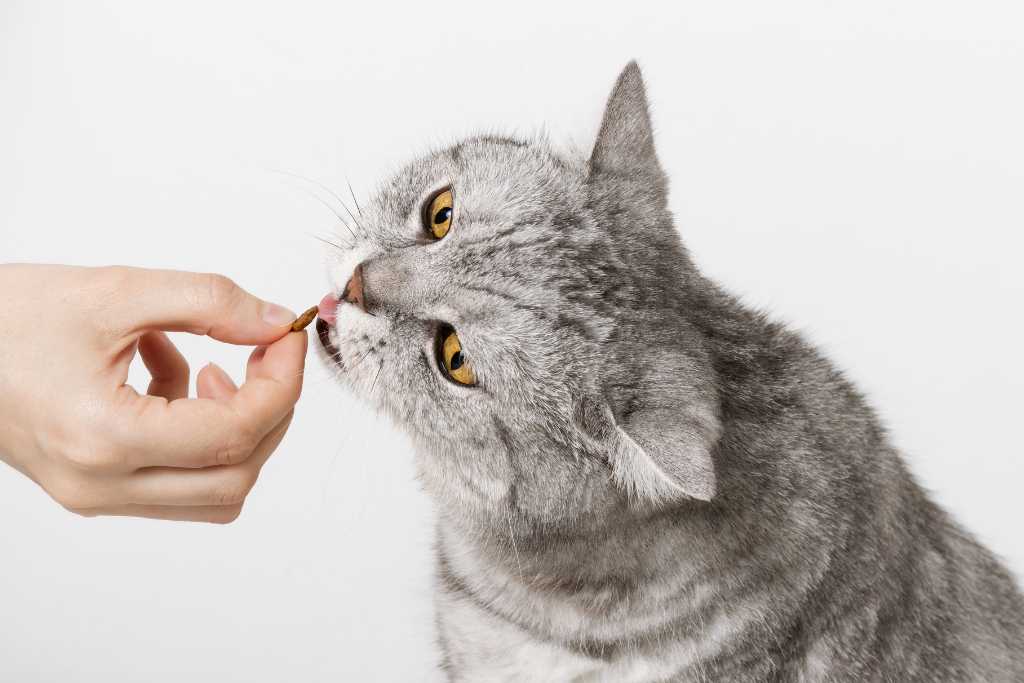 The Purr-fect Rewards: 10 Best Cat Treats with Extra Health Benefits