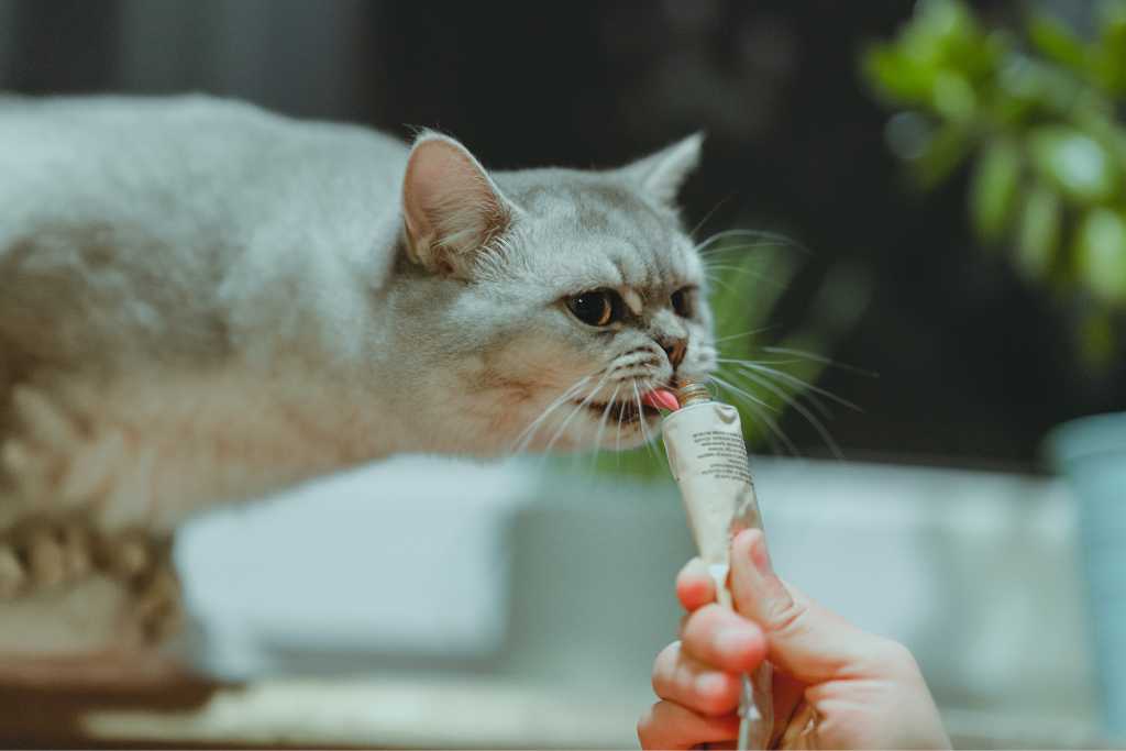 The Purr-fect Rewards: 10 Best Cat Treats with Extra Health Benefits