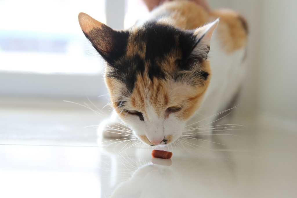 The Purr-fect Rewards: 10 Best Cat Treats with Extra Health Benefits