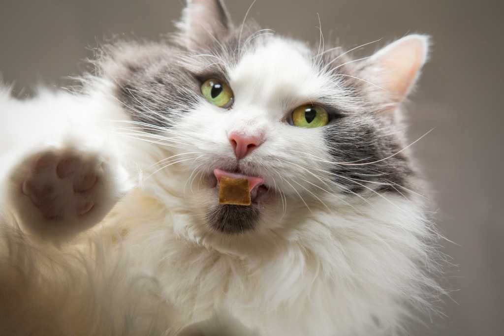 The Purr-fect Rewards: 10 Best Cat Treats with Extra Health Benefits