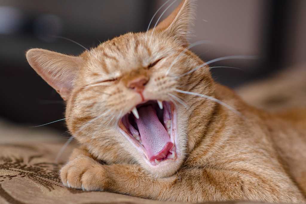Top Tips for Keeping Your Cat’s Teeth Clean