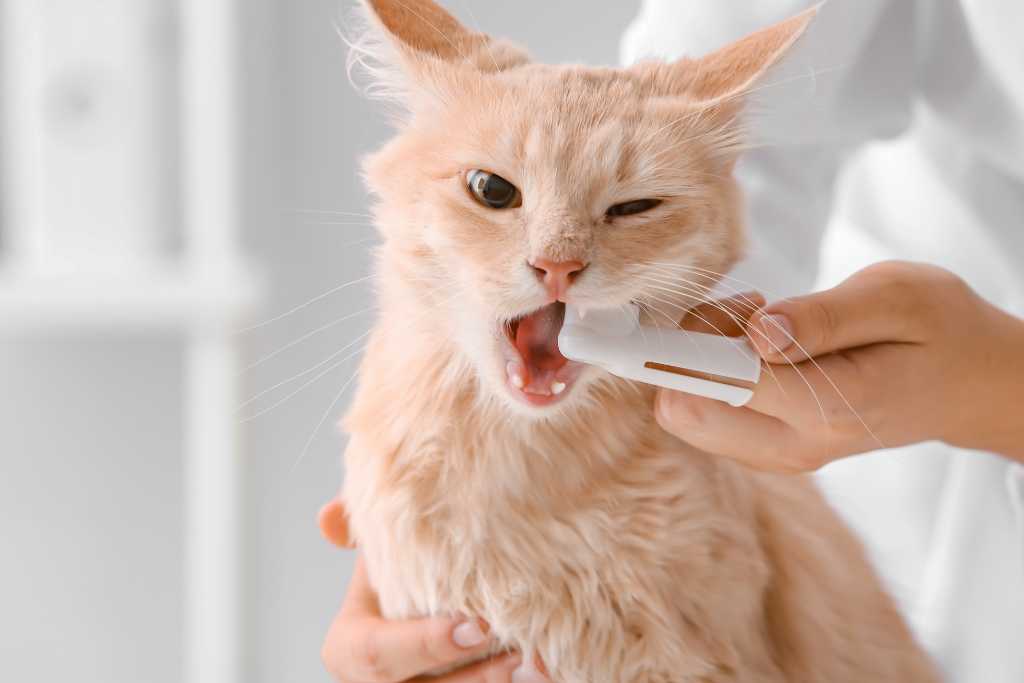 Top Tips for Keeping Your Cat’s Teeth Clean