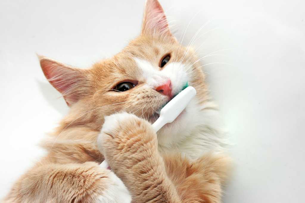 Top Tips for Keeping Your Cat’s Teeth Clean