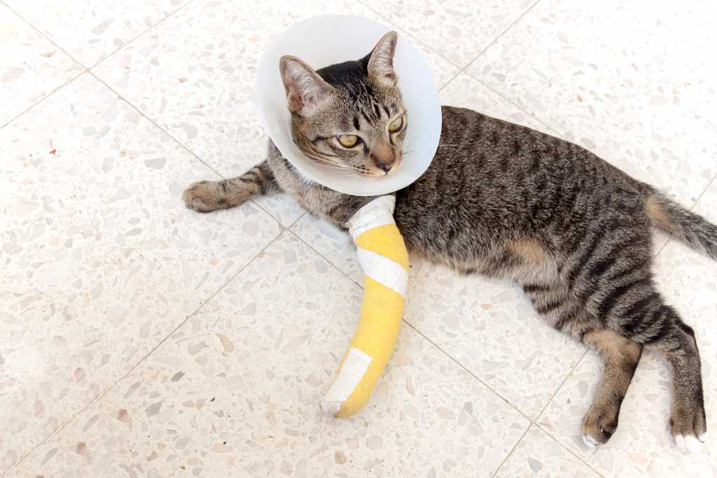 Basic First Aid for Cat Owners