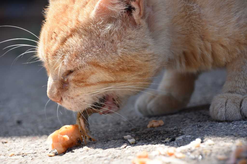 Basic First Aid for Cat Owners