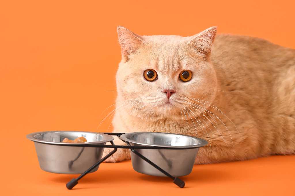 Cat Food Ingredients to Avoid