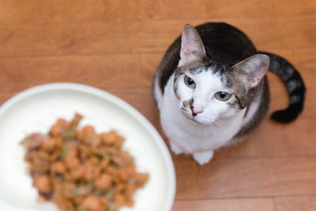 Cat Food Ingredients to Avoid