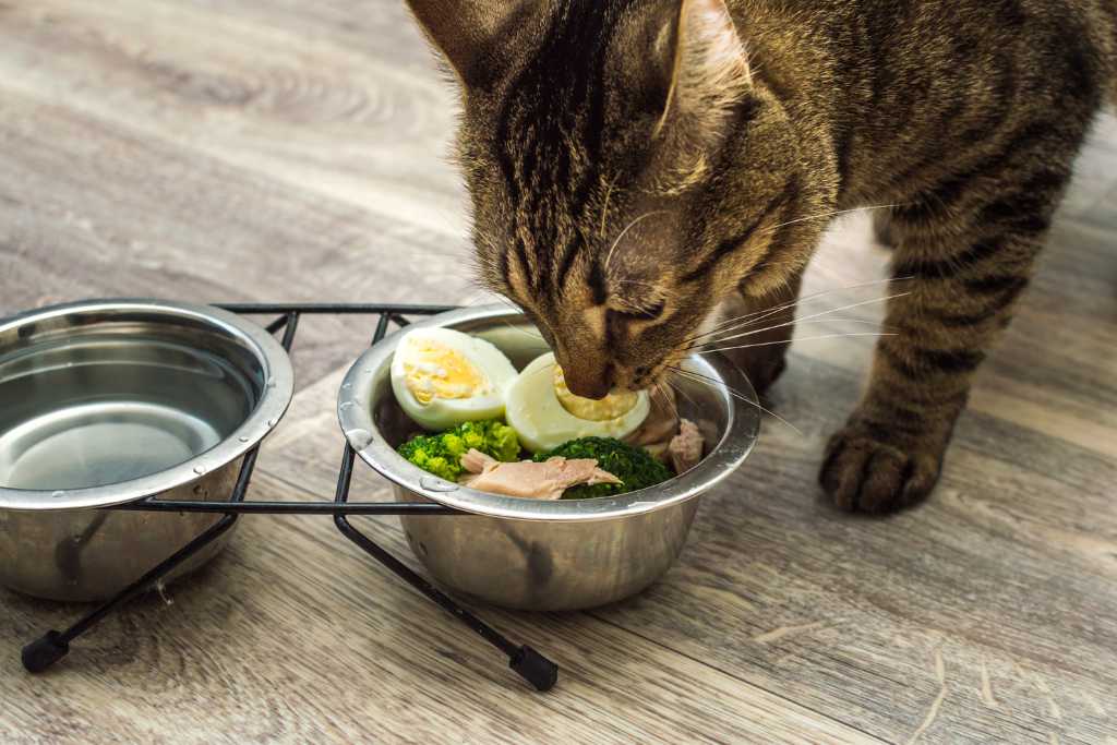 Cat Food Ingredients to Avoid