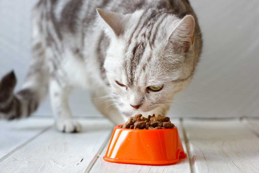 Cat Food Ingredients to Avoid