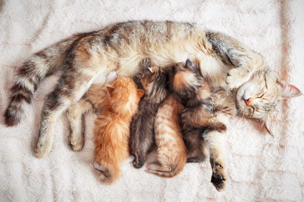 Kitten Development Milestones
