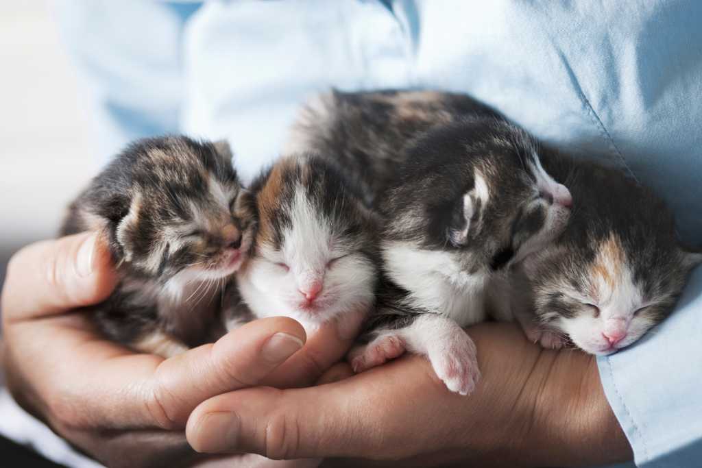 Kitten Development Milestones
