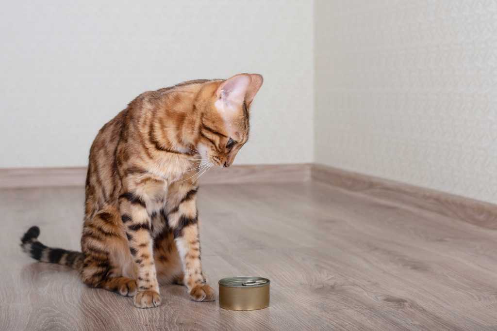 How To Safely Store Cat Food
