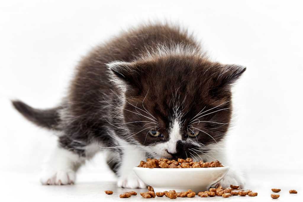 How To Safely Store Cat Food
