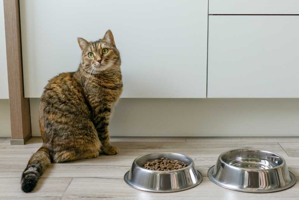 How To Safely Store Cat Food
