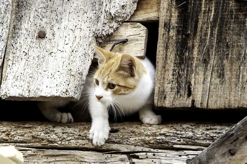 How to Earn the Trust of a Stray Cat