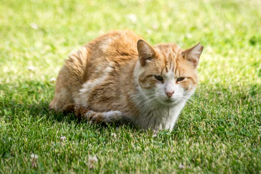 Stray Cats: Their Impact on A Community
