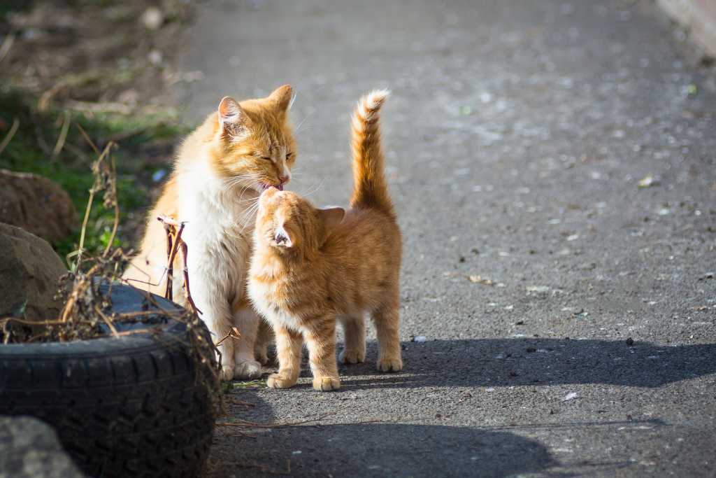 Stray Cats: Their Impact on A Community
