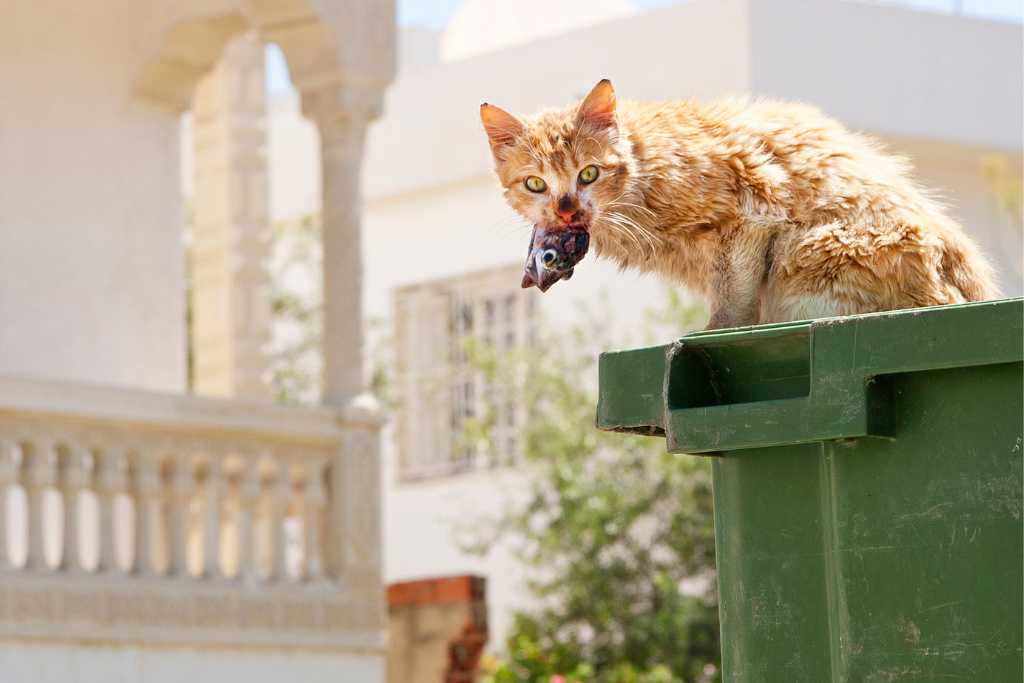 Stray Cats: Their Impact on A Community
