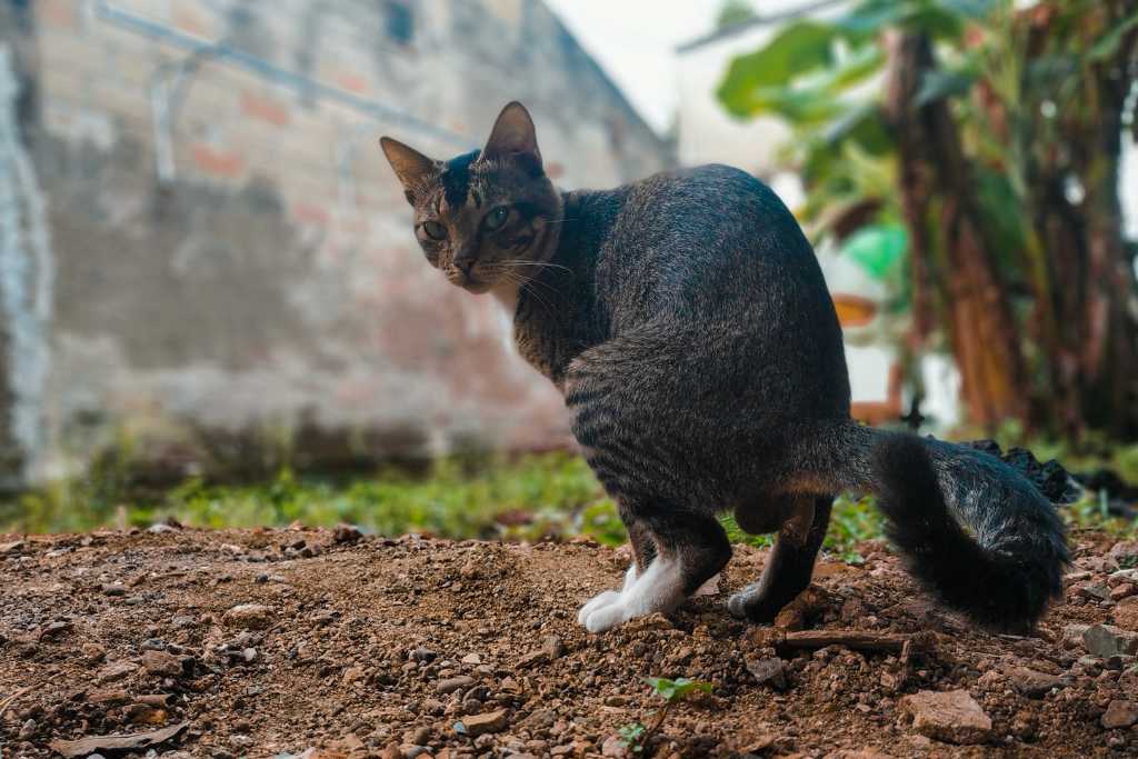 Stray Cats: Their Impact on A Community
