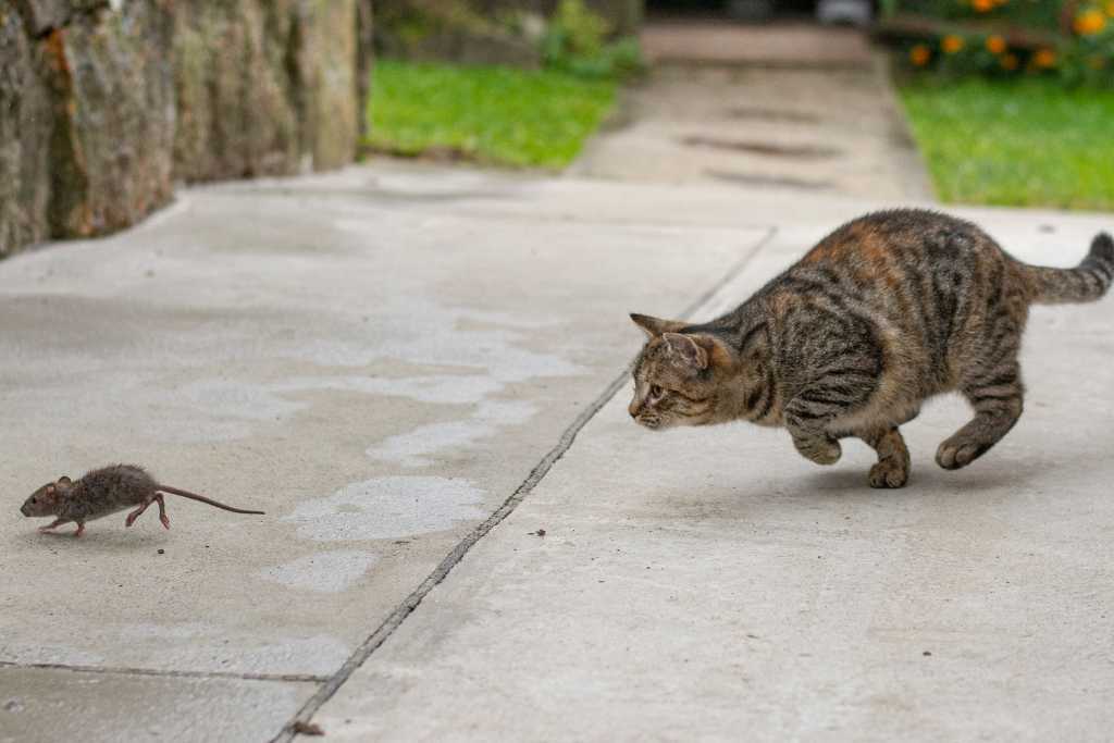 Stray Cats: Their Impact on A Community
