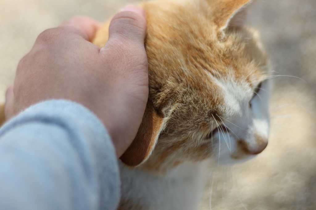 Stray Cats: Their Impact on A Community
