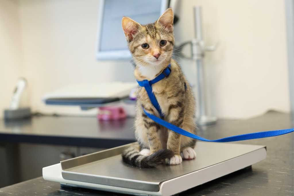 Is Your Cat Overweight, Underweight, or Just Right?