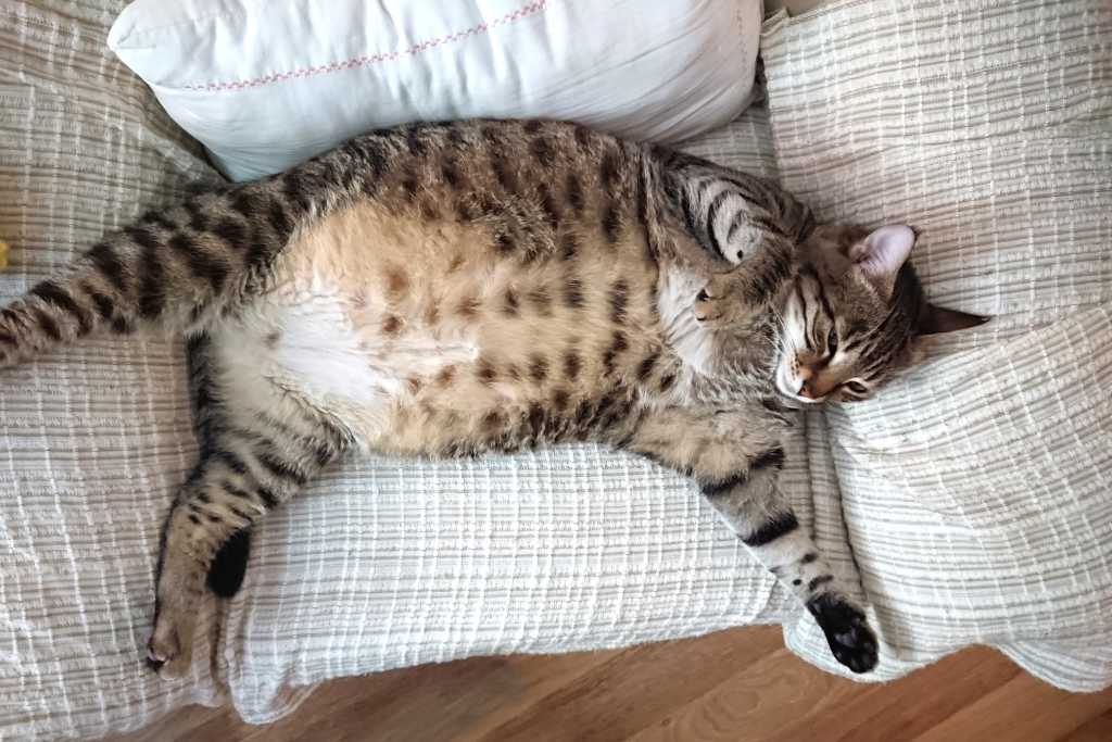Is Your Cat Overweight, Underweight, or Just Right?