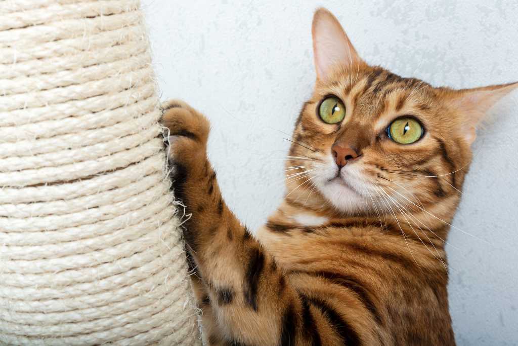 10 Cat Facts You Probably Didn’t Know!