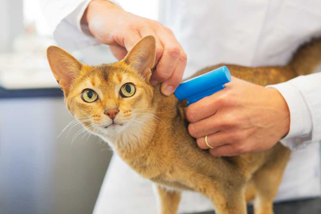 Everything You Need to Know About Microchipping