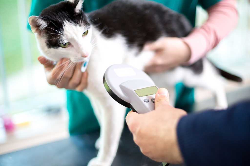 Everything You Need to Know About Microchipping