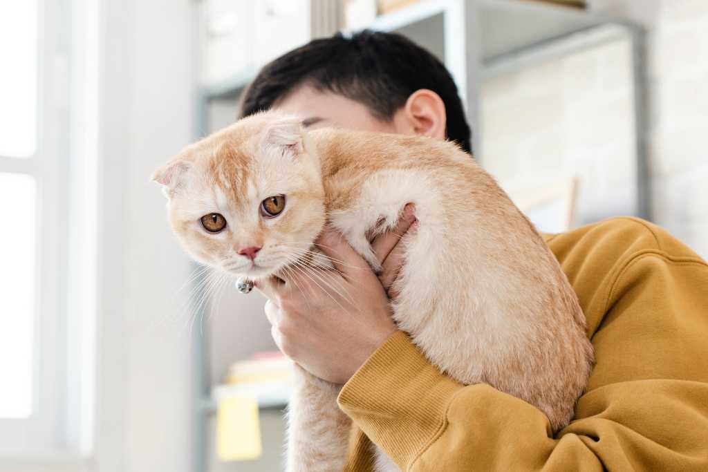 Proper Cat Handling Techniques