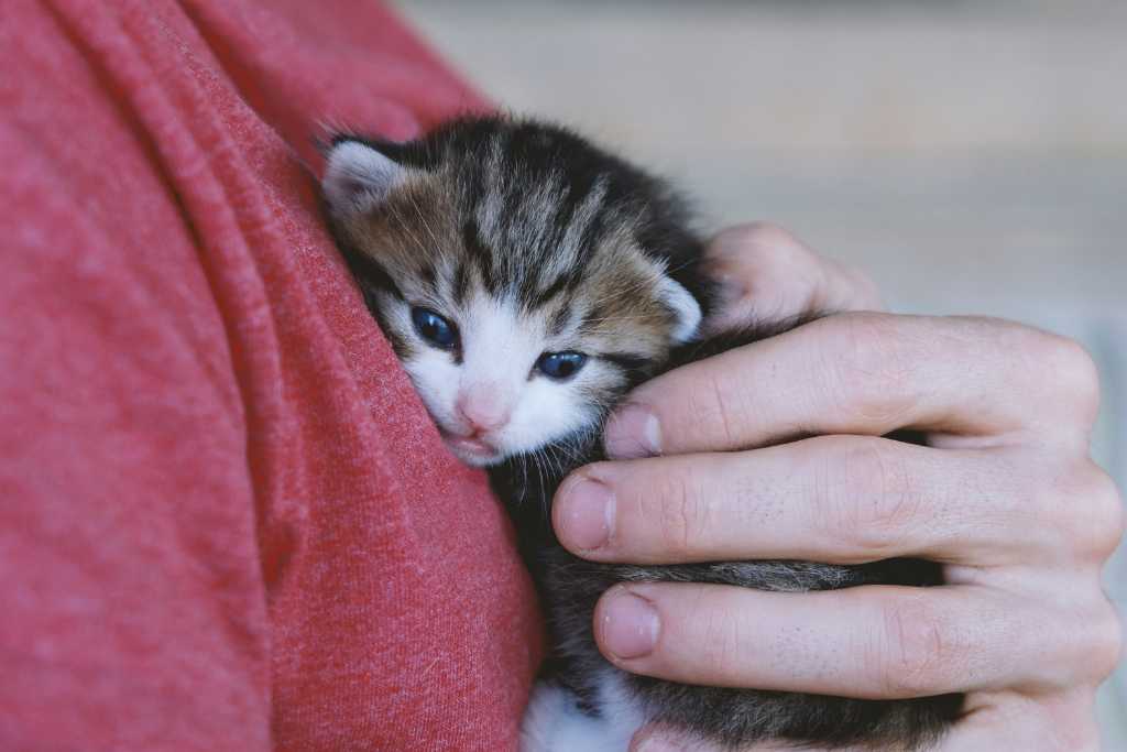 Proper Cat Handling Techniques