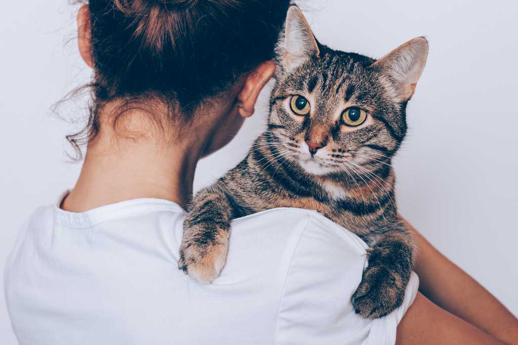 Proper Cat Handling Techniques