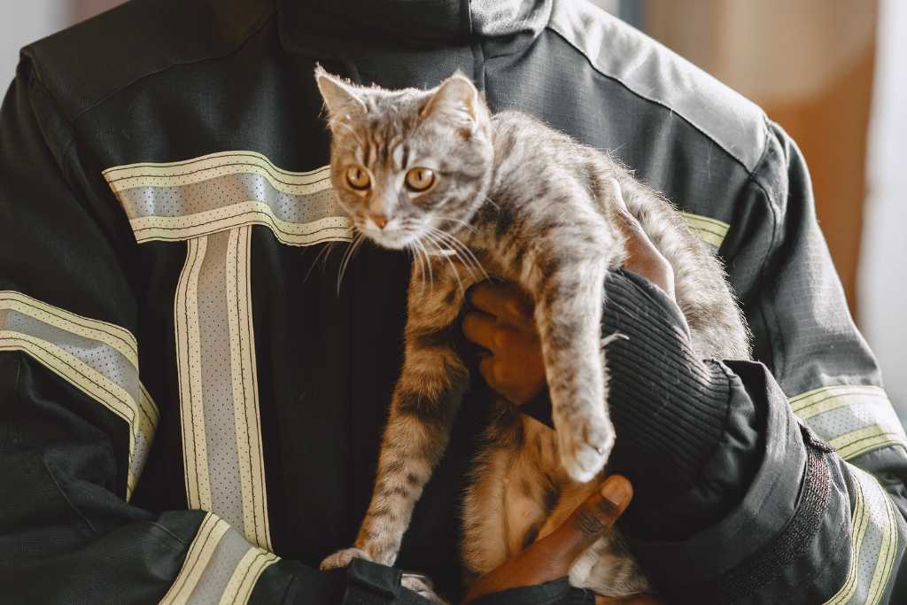 Proper Cat Handling Techniques