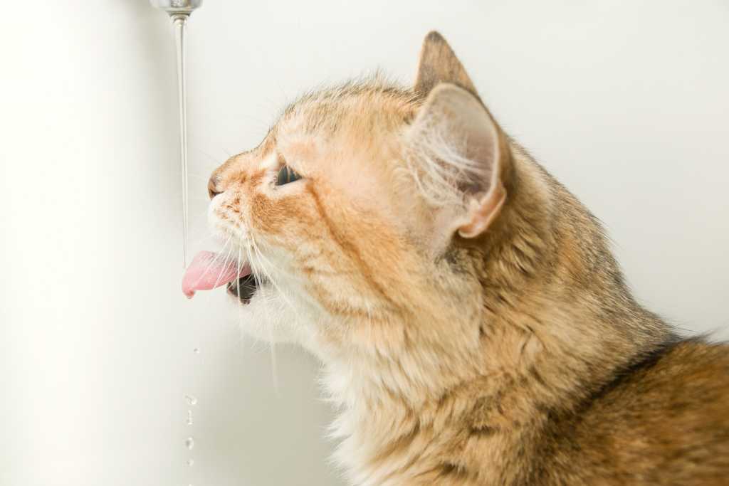 Why Is My Cat So Thirsty?