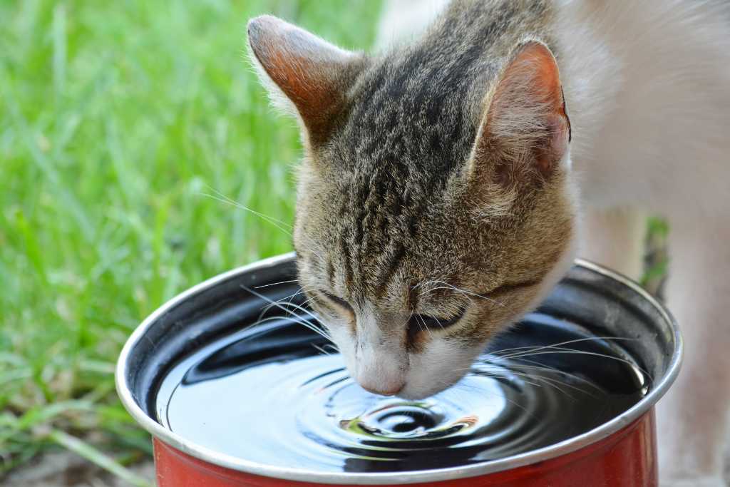 Why Is My Cat So Thirsty?