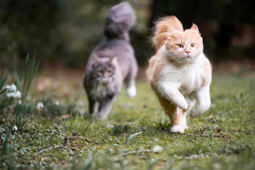 Are Probiotics Good for Cats?
