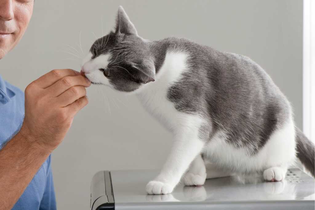 Are Probiotics Good for Cats?
