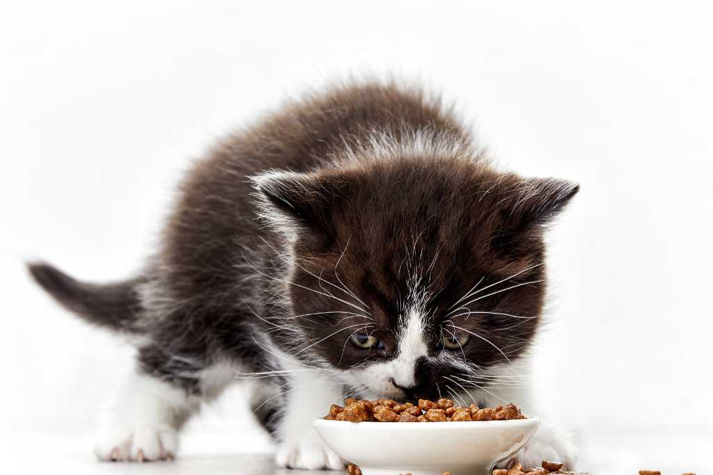Are Probiotics Good for Cats?
