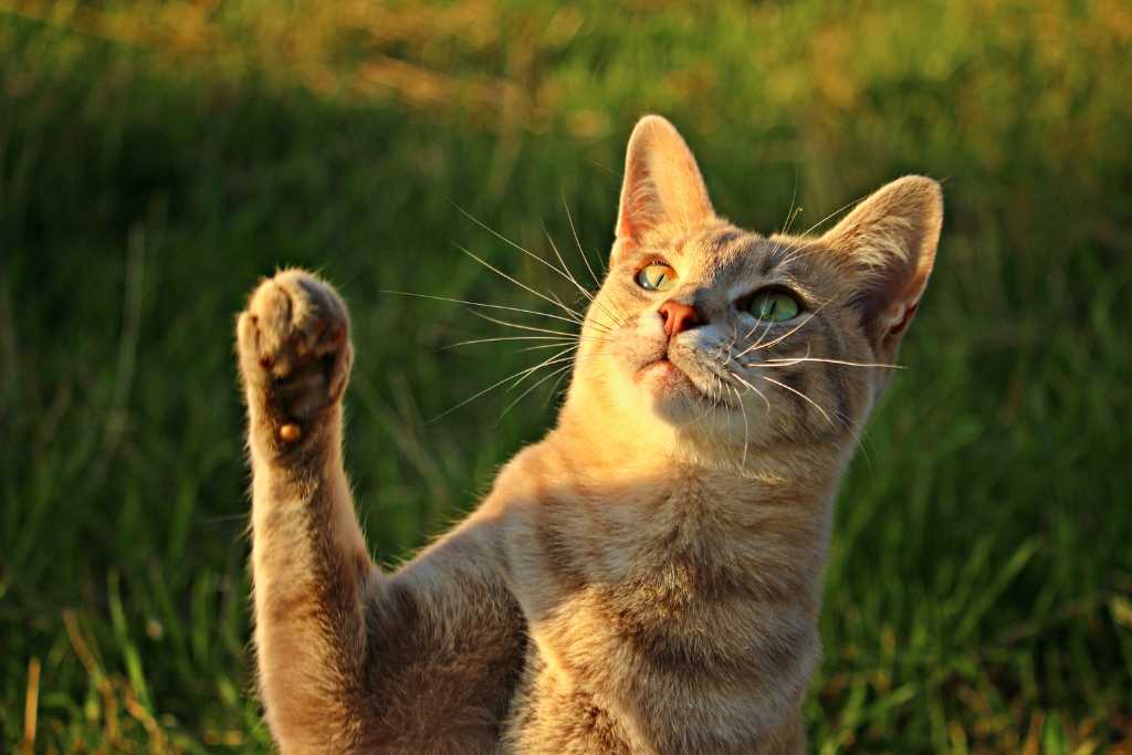 Ways to Reduce Your Cat’s Pawprint