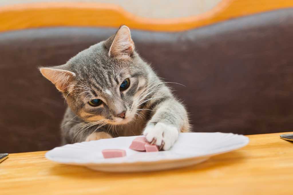 Ways to Reduce Your Cat’s Pawprint