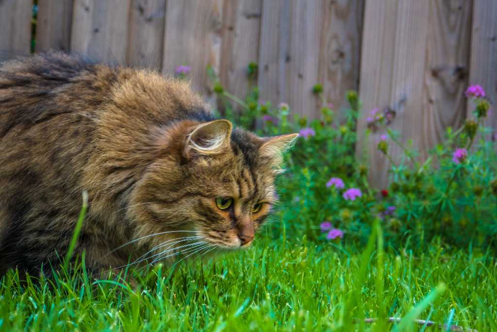 Ways to Reduce Your Cat’s Pawprint