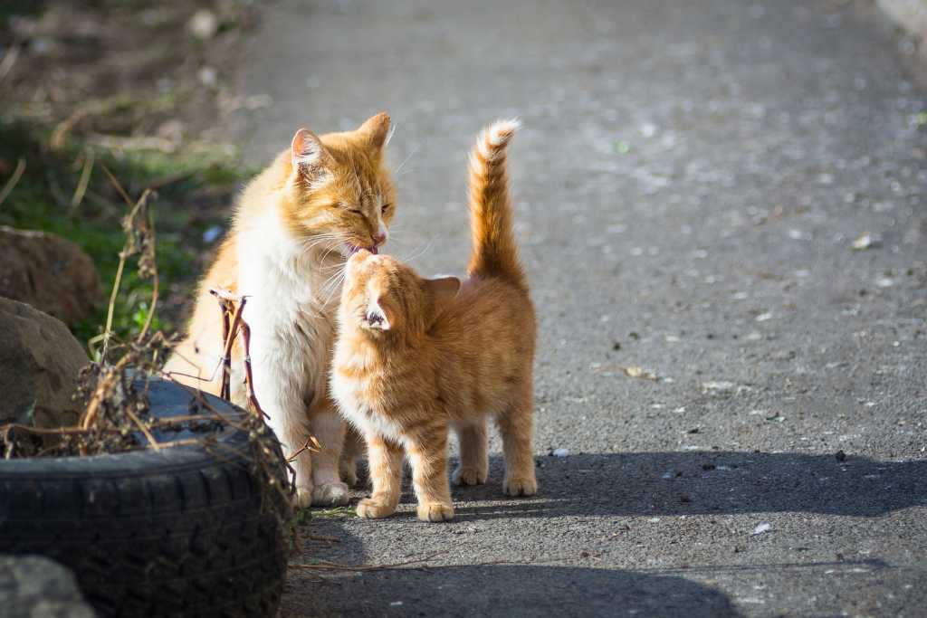 Ways to Reduce Your Cat’s Pawprint