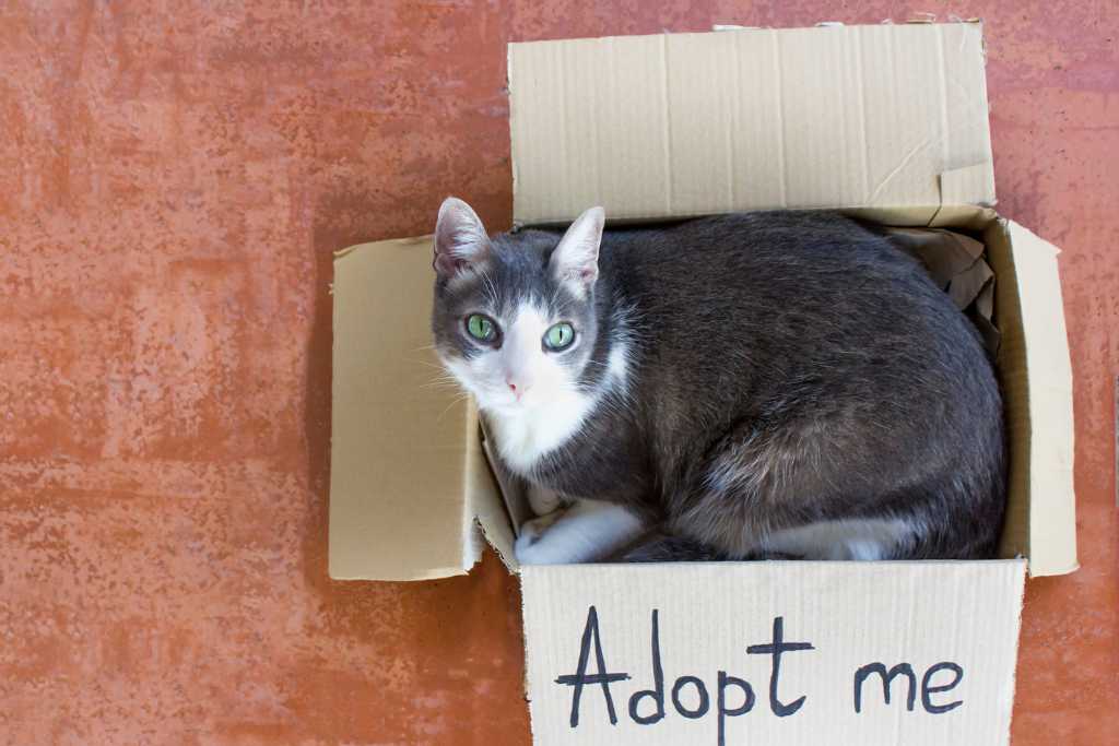 Adopt or Shop for a Pet Cat